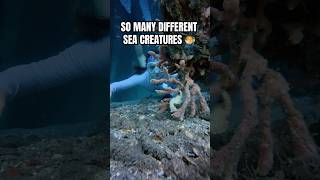the diversity under the sea will forever amaze me 🤯 #ocean #underwater #diving #oceancreatures