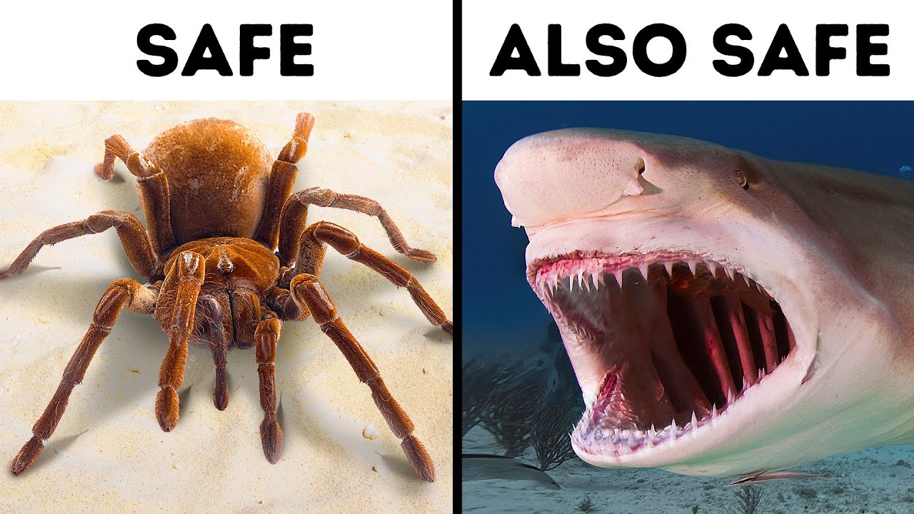 Outline Video 14 Scary But Not Dangerous Animals