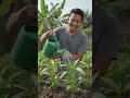 Menanam kangkung #shorts #pertanian #sayuran #shortvideo