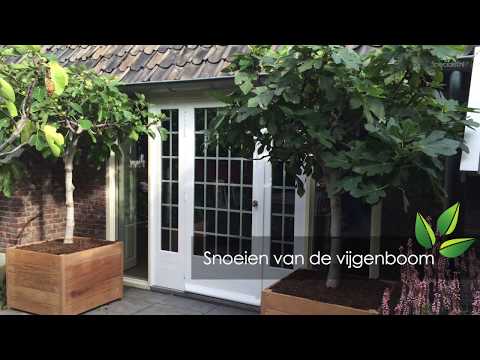 Video: De Vijgenboom Houdt Van Zon En Vocht