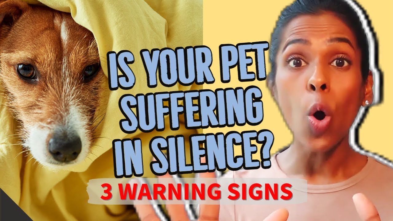 How To Tell If Your Pet Is In Pain? 3 Clear Warning Signs Your Pet Is