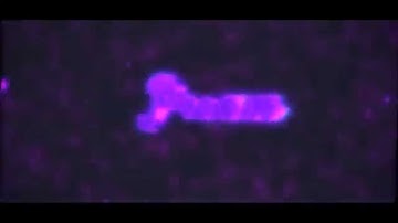 Intro ThePream Dual w. ZaveFx ~Cyber [Intro #73]