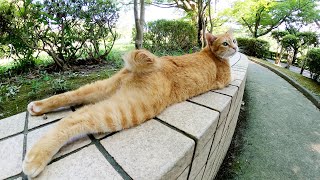 後ろ脚をピーンと伸ばして寝そべる茶トラ猫、夏バテ気味で食欲が無い？