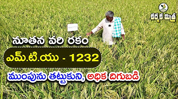 New rice variety MTU - 1232 || High yield despite flooding || Karshaka Mitra #paddyvariety #agri