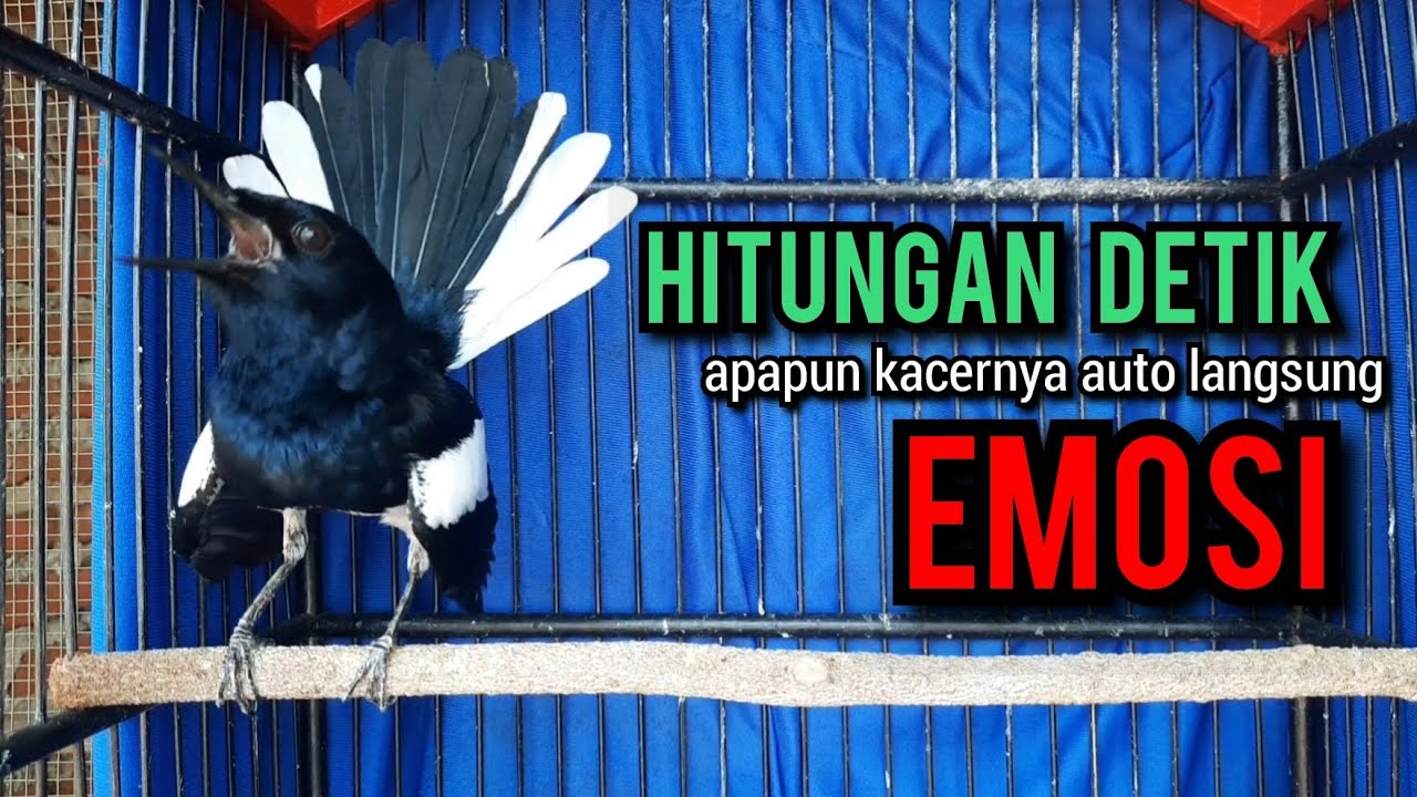 kacer gacor NGEPLONG tarung KONSLET ini paling AMPUH buat PANCINGAN KACER agar EMOSI seketika