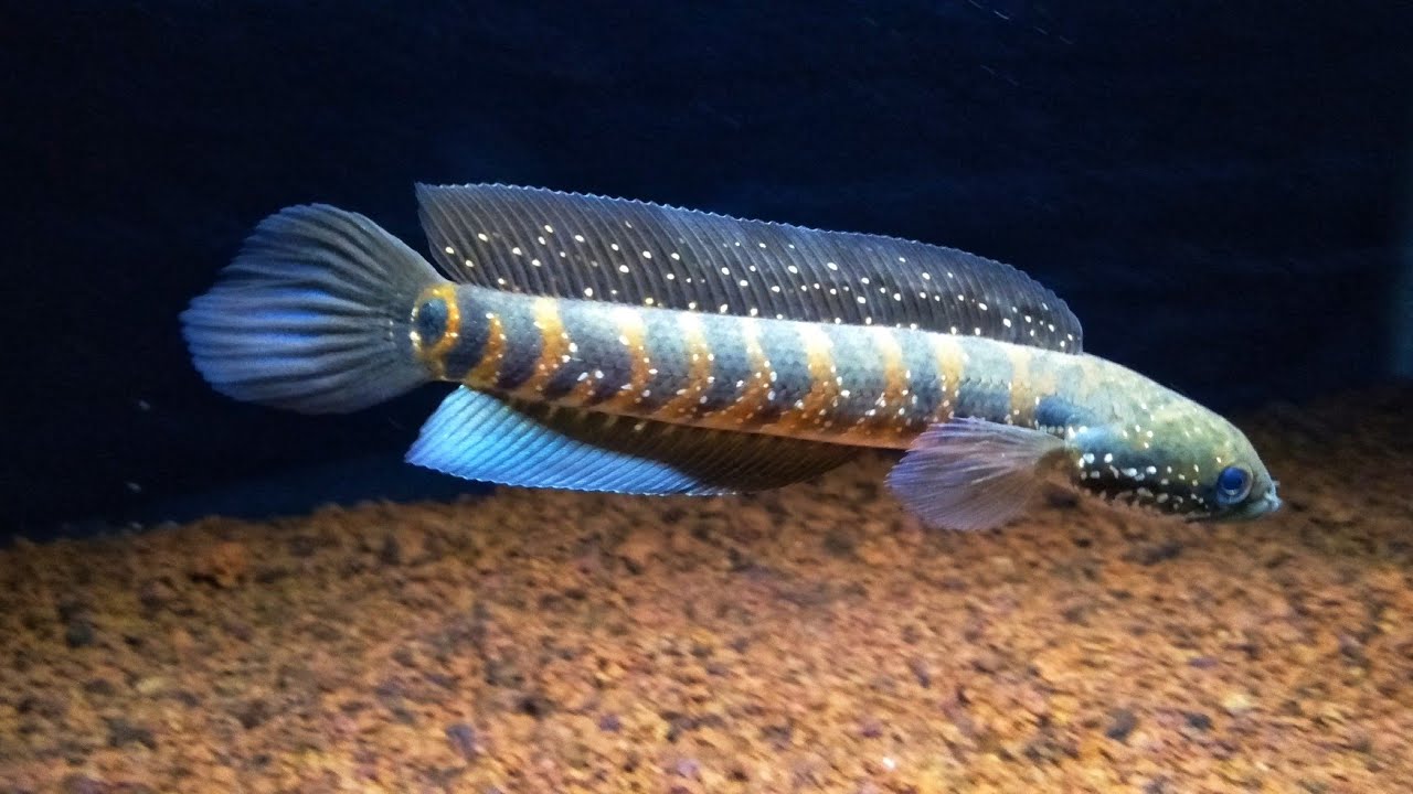 Gambar ikan channa asiatica