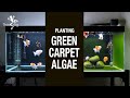 Planting GREEN CARPET ALGAE 