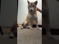 柴犬は飼うのが大変なのに『なぜ』選ばれ続けるのか？【#449 】 #柴犬 #shibainu