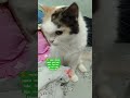 kucing jagain orang tidur #oldies #coversong #singer #youtubeshorts #cat #catlovers