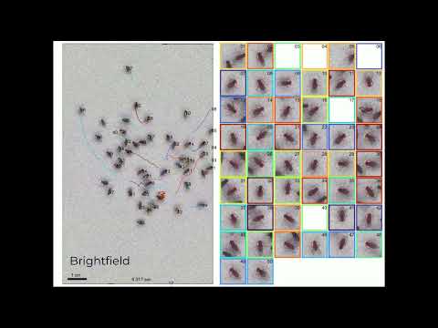 Why Is Swarming Adaptive Flies