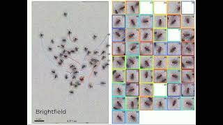 Tracking a Swarm of Fruit Flies in Microscopic 3D screenshot 4