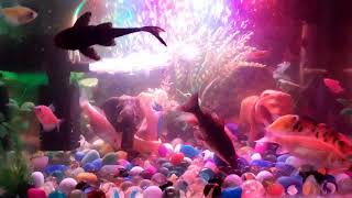 Aquarium 4K video (ULTRA HD) - Beautiful Koi, Tetra, Danios Fish With Relaxing music