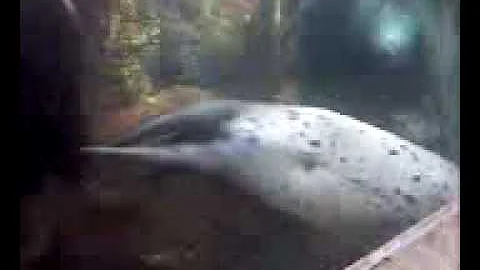 Video from My Phone
