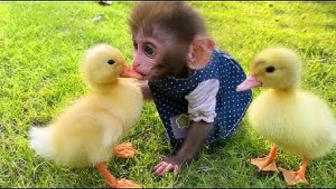 Monkey Baby Bon Bon harvest fruit in the farm and eat with the puppy and duckling at the garden