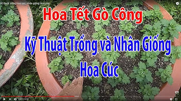 Kĩ thuật trồng hoa cúc, nhân giống Hoa cúc