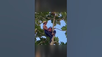 The Intrepid Chainsawman//Shorts
