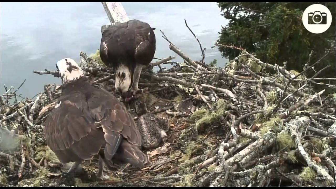 2015-06-26 Fish and alarm Osprey