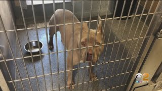 Goldstein Investigates: Local Animal Shelter Isn't Telling All About Some Dangerous Dogs Up For Adop