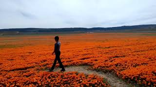 It's nice to be out of the house, maintaining social distancing while
enjoying golden california poppies at antelope valley poppy reserve.
thi...