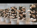 Awesome idea! How to grow mushrooms at home in bulk, anyone can do it