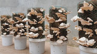 Wholesale mushroom drain For Growing Various Plant Types 