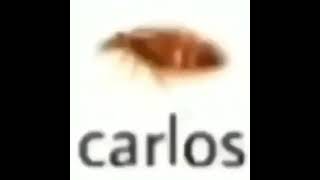 таракан carlos