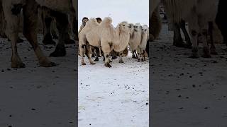 Белые Верблюды #Казахстан #Алакольагро #Shorts