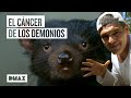 Demonio de Tasmania: Australia intenta salvarlos del cáncer | Wild Frank