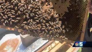 Vermont beekeepers say they have experience significant losses in colonies