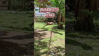 Rusa begitu keras #short #kebun
