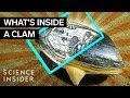 Clam Anatomy and Ecology Quiz