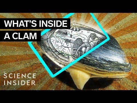 What&rsquo;s Inside A Clam?
