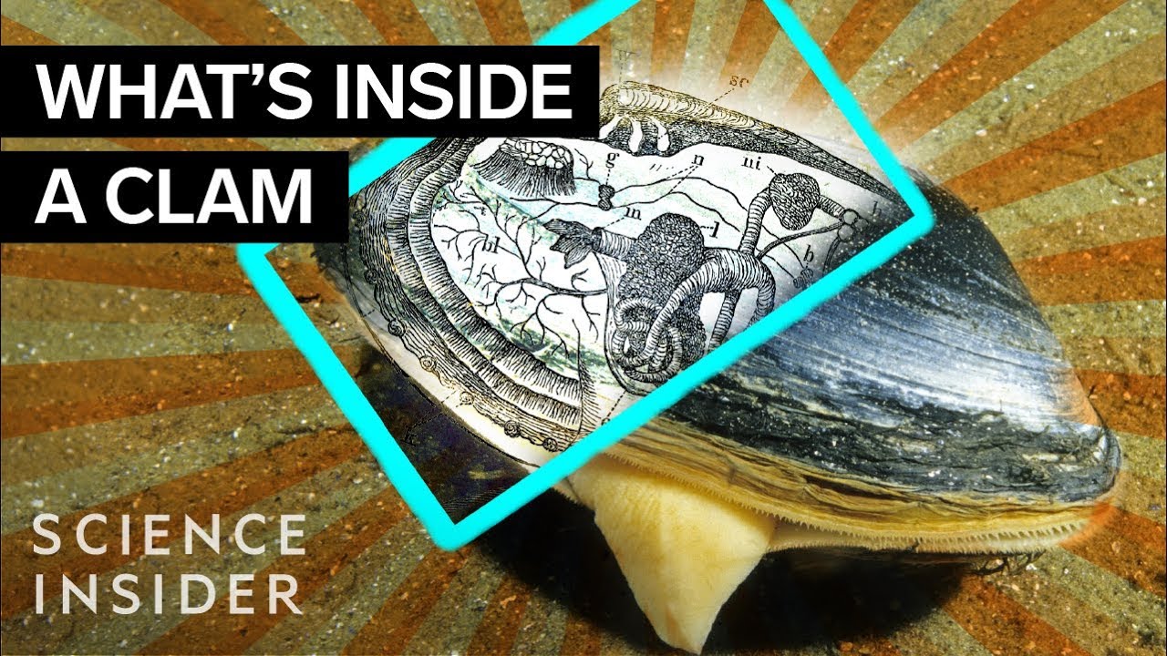 What's Inside A Clam? 