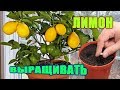 Siz limonni qanday ekish va o'stirishni bilasizmi? Вы знаете, как сажать и выращивать лимоны?