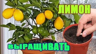 Siz limonni qanday ekish va o'stirishni bilasizmi? Вы знаете, как сажать и выращивать лимоны?