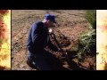 Do s and Dont s of Ball and Burlaping Trees YouTube 1080p