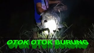 DENGAN ALAT INI SEMUA BURUNG SAWAH PASTI MUDAH DITANGKAP