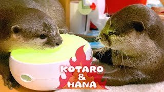 Otter Kotaro&Hana Fighting Mad