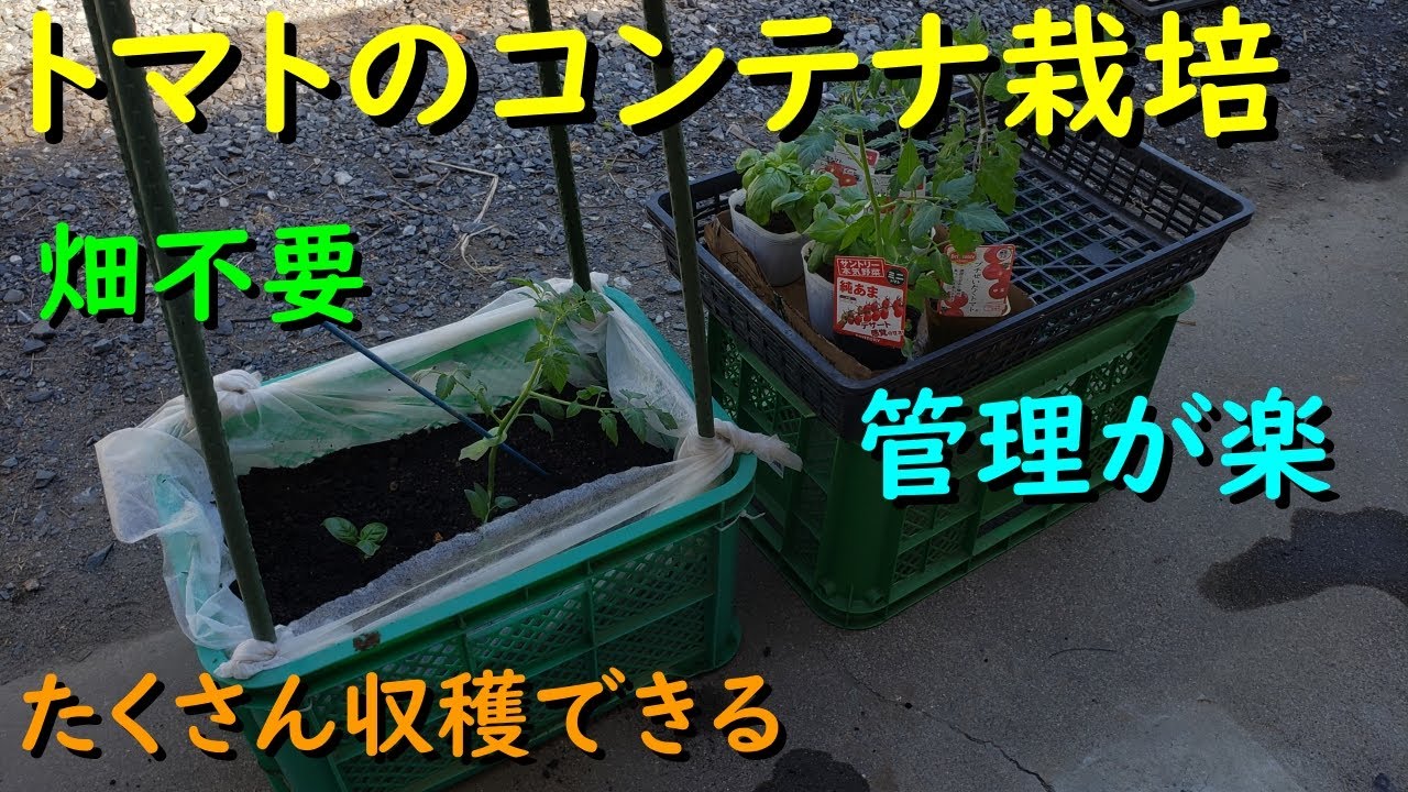 コンテナ　家庭菜園の収穫にどうですか？ 家庭菜園おすすめ】たくさん収穫できるトマトのコンテナ栽培 - YouTube