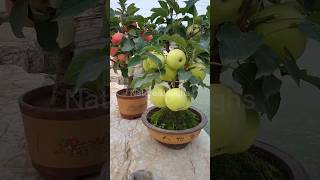 Genetically Engineered Apple Tree 🌲🍎🤨#shorts #viral #trending