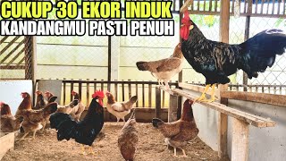 PETERNAK RUMAHAN TDK PERLU PELIHARA AYAM BANYAK‼️