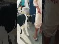 Lahore Shahpur Kanjra Bakra Mandi Pakistan