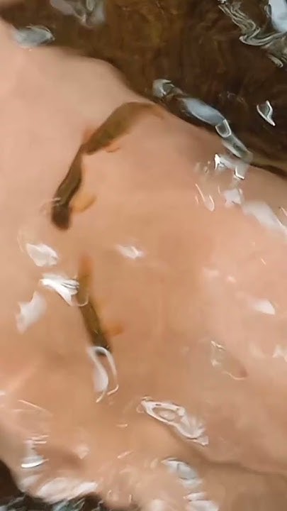 How Was My Experience In Fish Pedicure fishpedicure fishingvideo how-was-my-experience-in-fish-pedicure-fishpedicure-fishingvideo