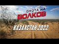 Oхота на волков июнь 2022.Казахстан