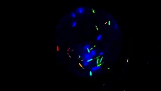Will it flush? - Colorful Glowstick Critter Flush Test