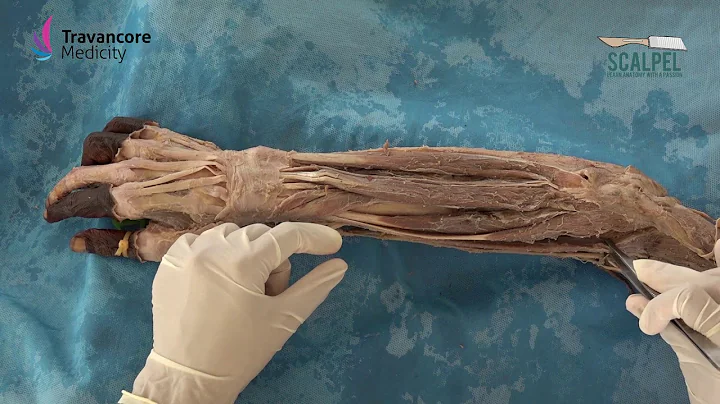 9 Forearm Posterior Compartment