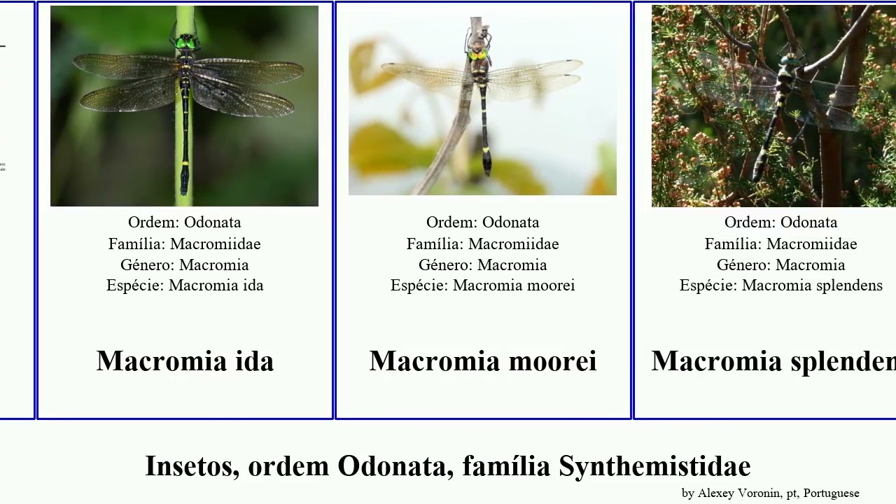 Insetos, ordem Odonata, família Synthemistidae euphaea macromia metallica insect formosa domina