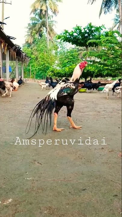 ams peruvidai farm Salem #short