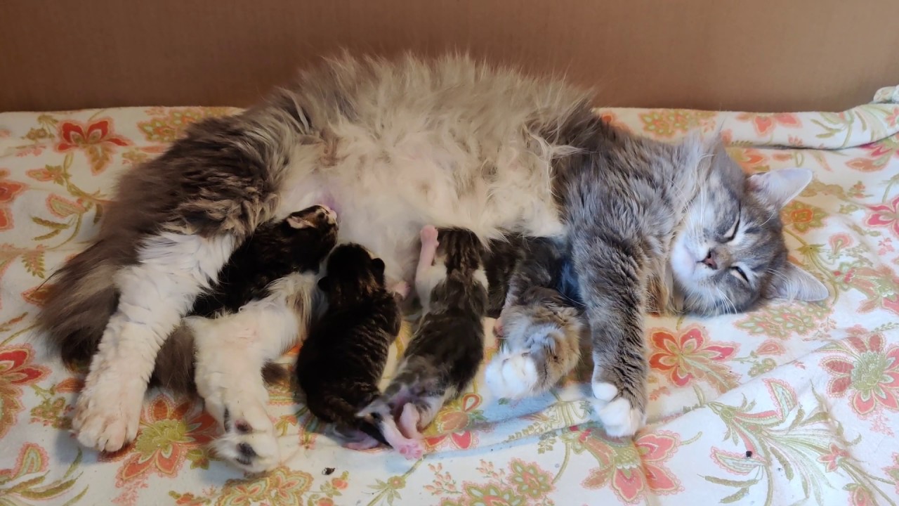 Banter vs. Scuttlebutt!  Two-day old kittens fight!