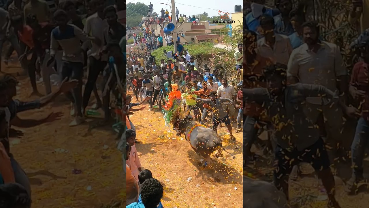 Bull Running 🔥😱 Slow-motion Komaragunta Jallikattu 🐂